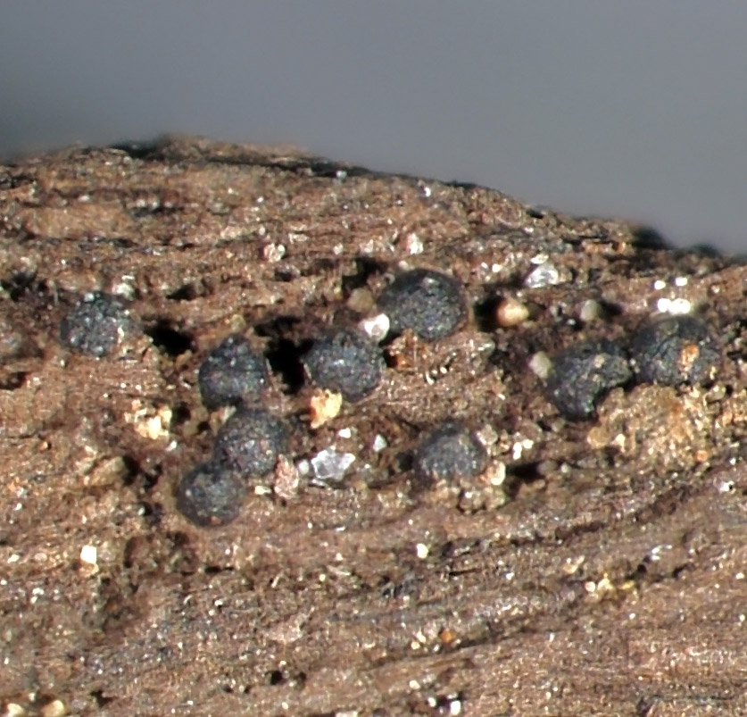 read An Introduction to Fiber