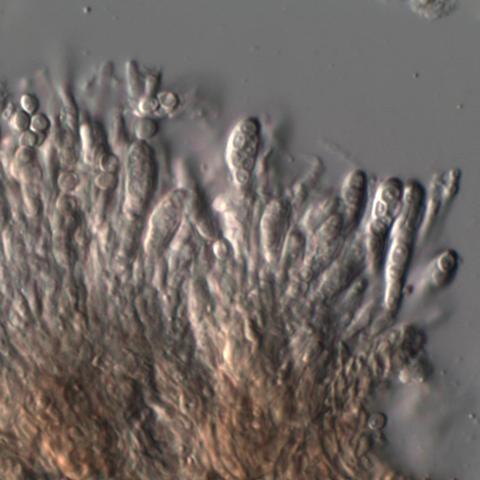 Sclerophora peronella 0605101318