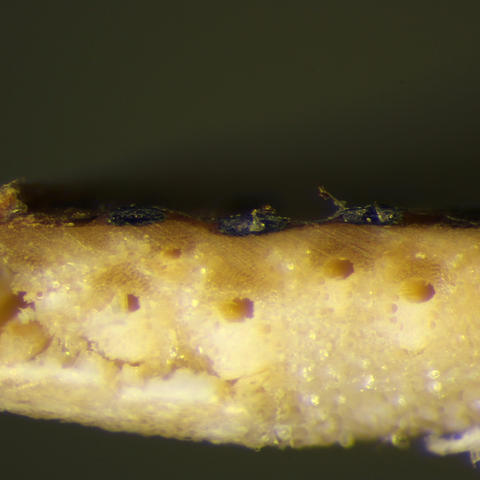 Pseudoyuconia thalictri A05428.jpg
