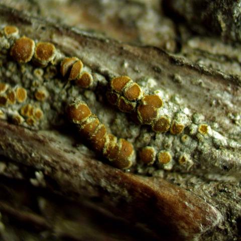 Caloplaca asser3914h.jpg