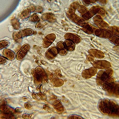 Diplotomma parasiticum 7.jpg