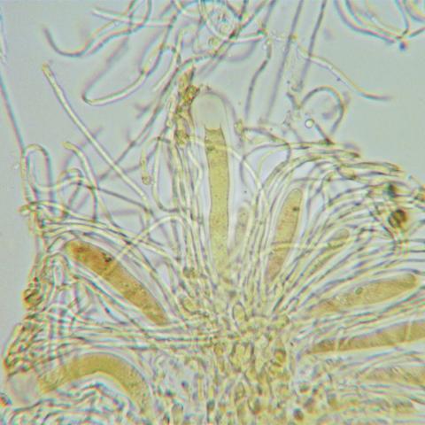 Gyalidea-hyal4222a.jpg