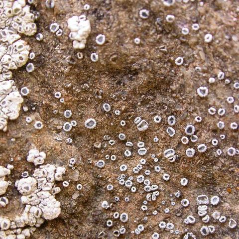 Myriolecis crenulata 1