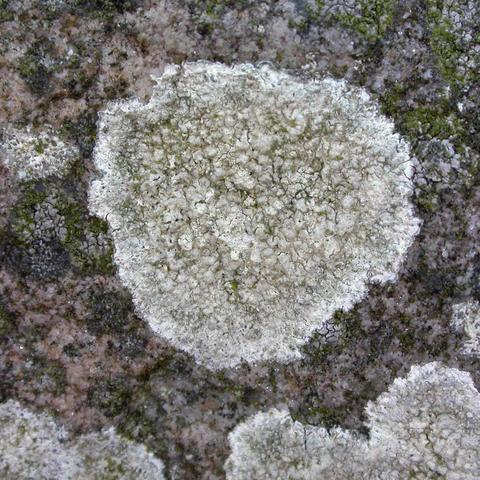 Lecanora orosAve1.jpg