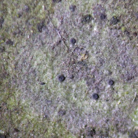 Phylloblastia fortuita 3.jpg