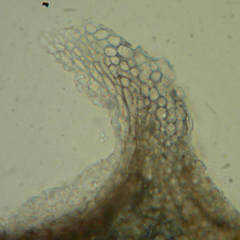 Phylloblastia fortuita 5.jpg