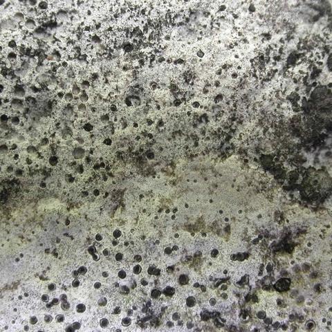 Thelidium incavatum 2.jpg