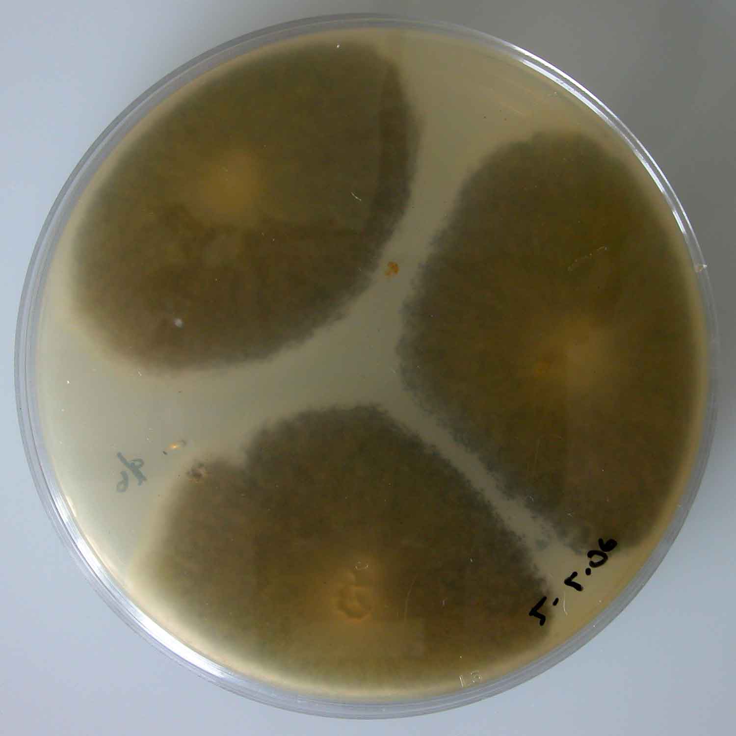Aspergillus niger