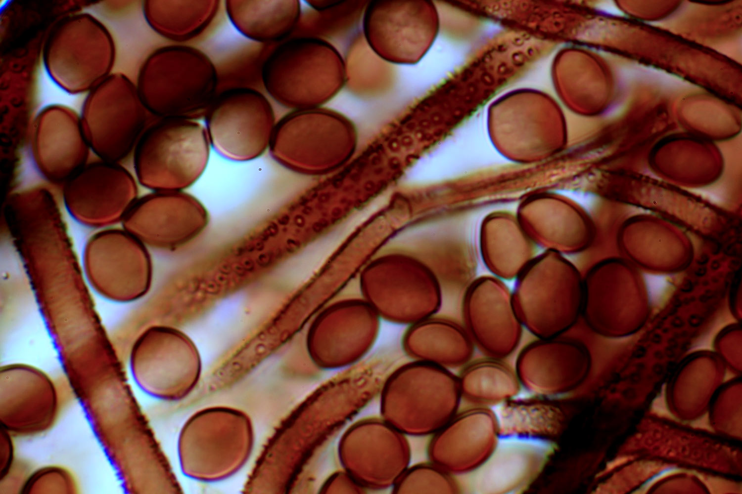 Chaetomium cochliodes