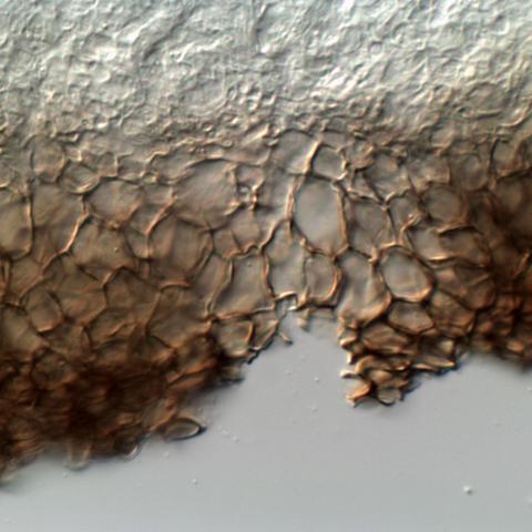 Mollisia subglobosa 0812092937