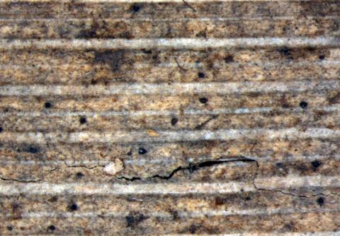 Tetraplosphaeria tetraploa 1