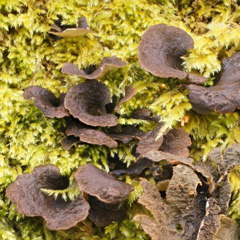 Sticta fuliginoides A07345