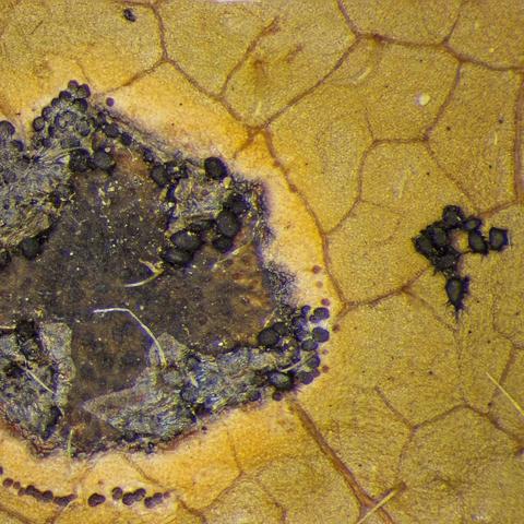 Lasiobotrys lonicerae A07609