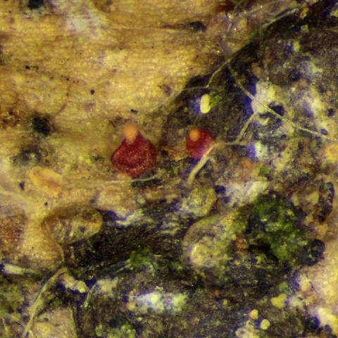 Microcera larvarum A07978