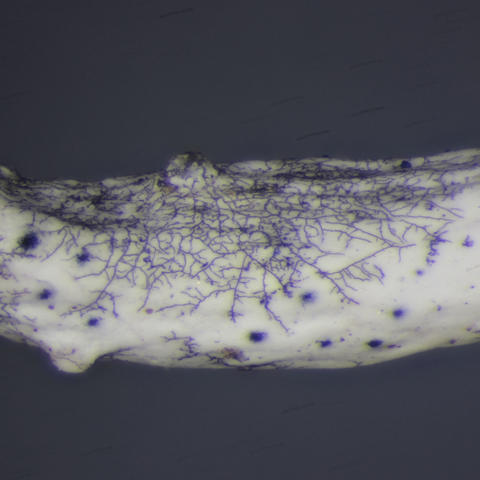 Sphaerellothecium thamnoliae A16722