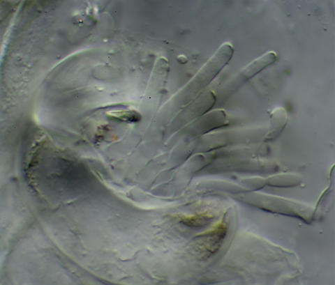 Ramularia pratensis A28910