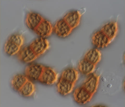 Puccinia smyrnii A29774