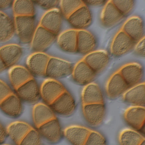 Puccinia punctiformis A29800