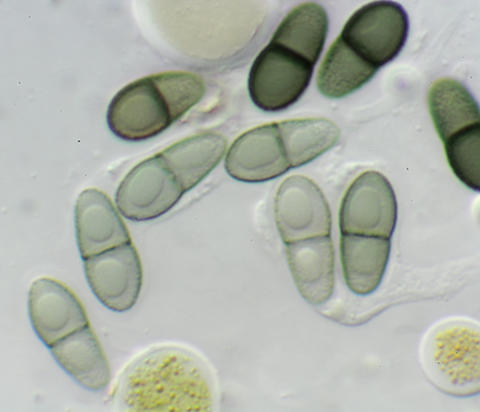 Polycoccum ventosicola A33080