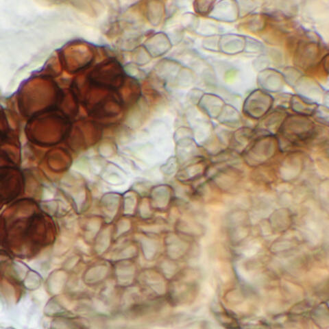 Pseudomicrodochium bryophilum A34635