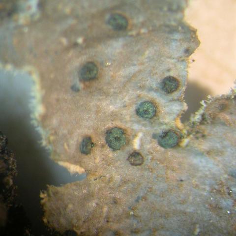 Abrothallus welw4639b.jpg