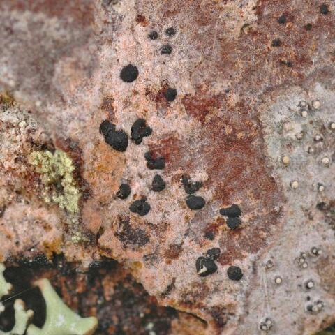 Arthonia arthonioides MS1