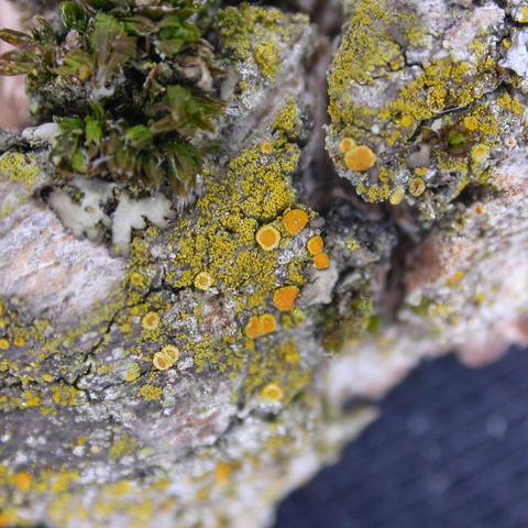 Polycauliona phlogina 2.jpg