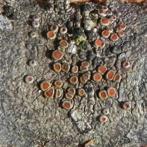 Caloplaca haematites 1l