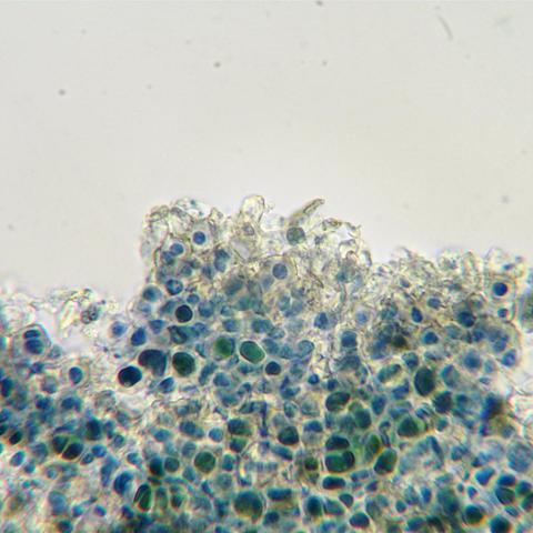 Dermatocarpon miniatum 1.jpg