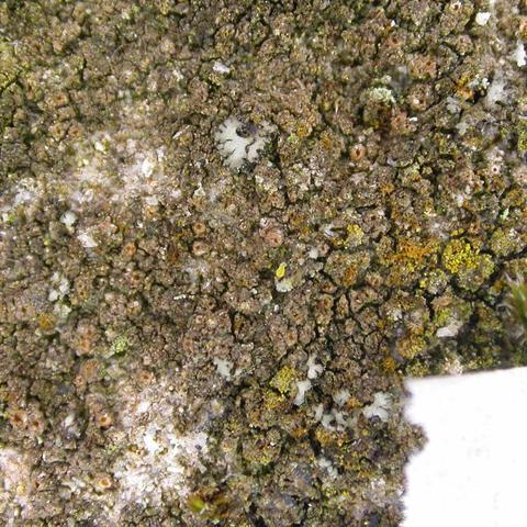 Gyalecta truncigena 4.jpg