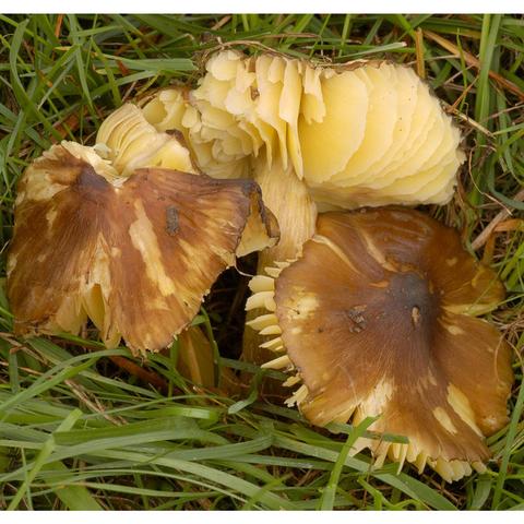 Hygrocybe_spadicea_P64610.jpg