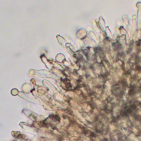 Hypocreopsis lichenoides anamorph, Glamorgan (c) Mark Evans P1060257.jpg