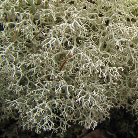 Cladonia portentosa 3 | Fungi of Great Britain and Ireland