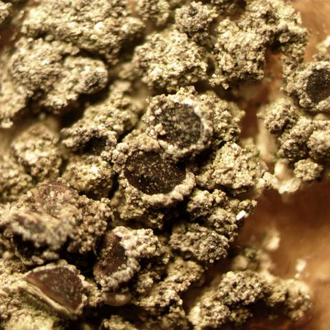 Lecania coer2998b.jpg