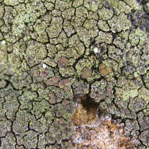 Lecania coeruleorubella 2.jpg