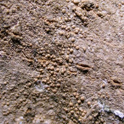 Lecania cyrtella 5.jpg