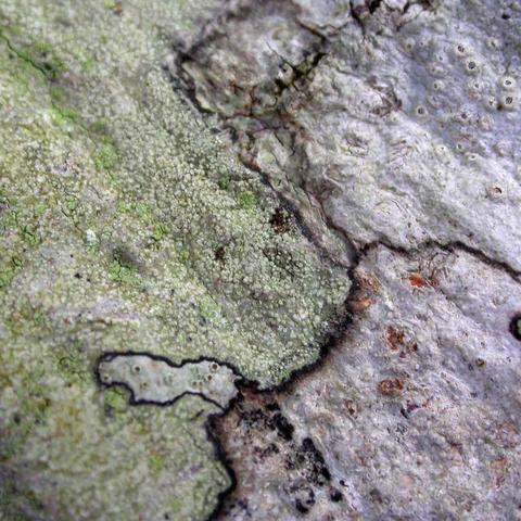 Lecanora alboWoos4.jpg