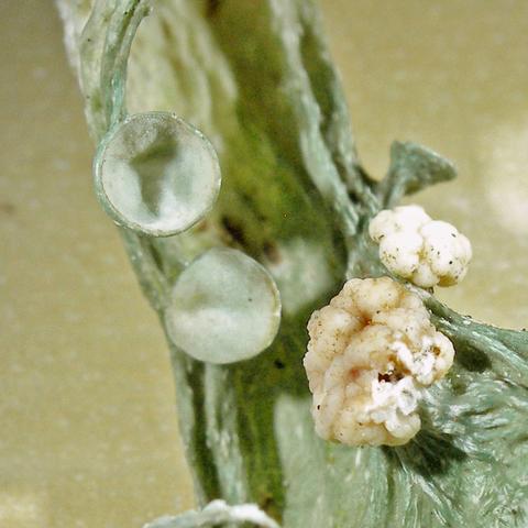 Tremella ramalinae P2060002.jpg