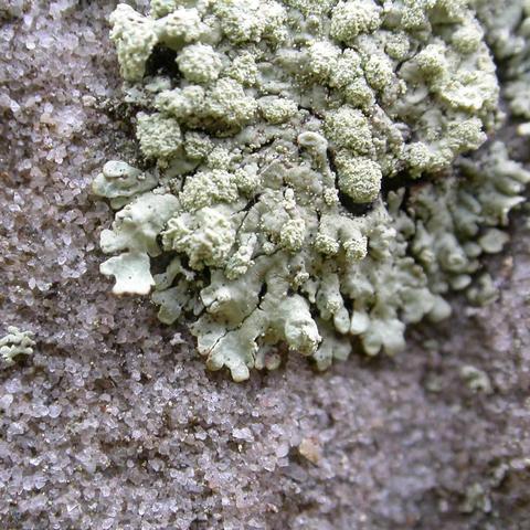 Parmeliopsis ambiLam1.jpg