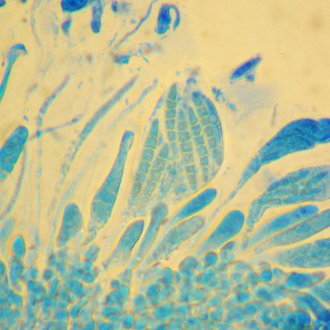 Phylloblastia fortuita 6.jpg