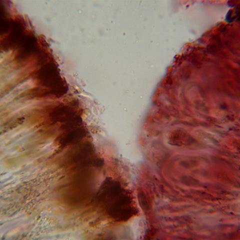 Protoblast lila3733fK.jpg