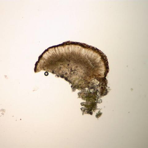 Protoblast rupe3729a.jpg