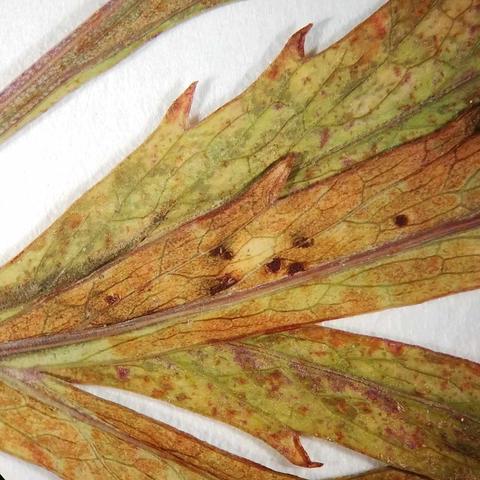 Puccinia circutae 1 B.Douglas K(M)181047.jpg