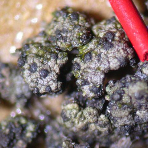 Verrucaria sphaerospora 1.jpg
