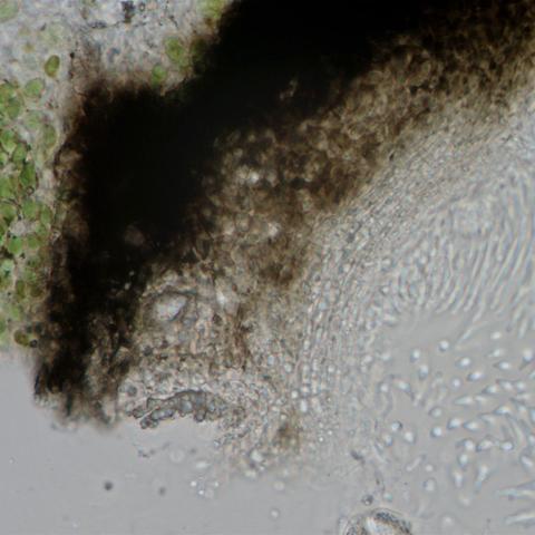 Verrucaria squam3929j.jpg