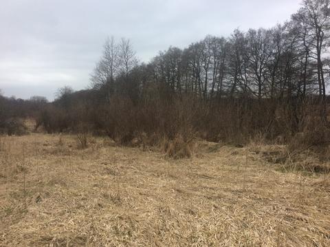 Willow scrub habitat2.jpg