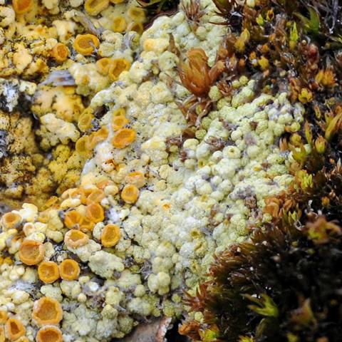 Gyalolechia bracteata O-L163422a