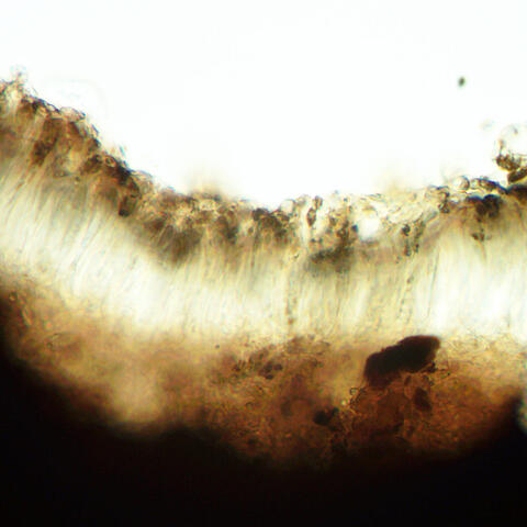 Opegrapha xerica 4.jpg