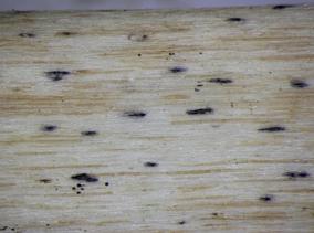 Phomopsis sp. on Umbilicus A21721