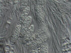 Karstenia dictyospora A28181